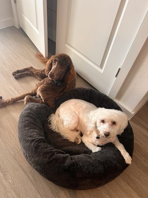 Boerne Veterinary Clinic