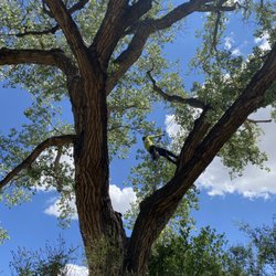 American Tree Services - Large cottonwood trim in the North Valley