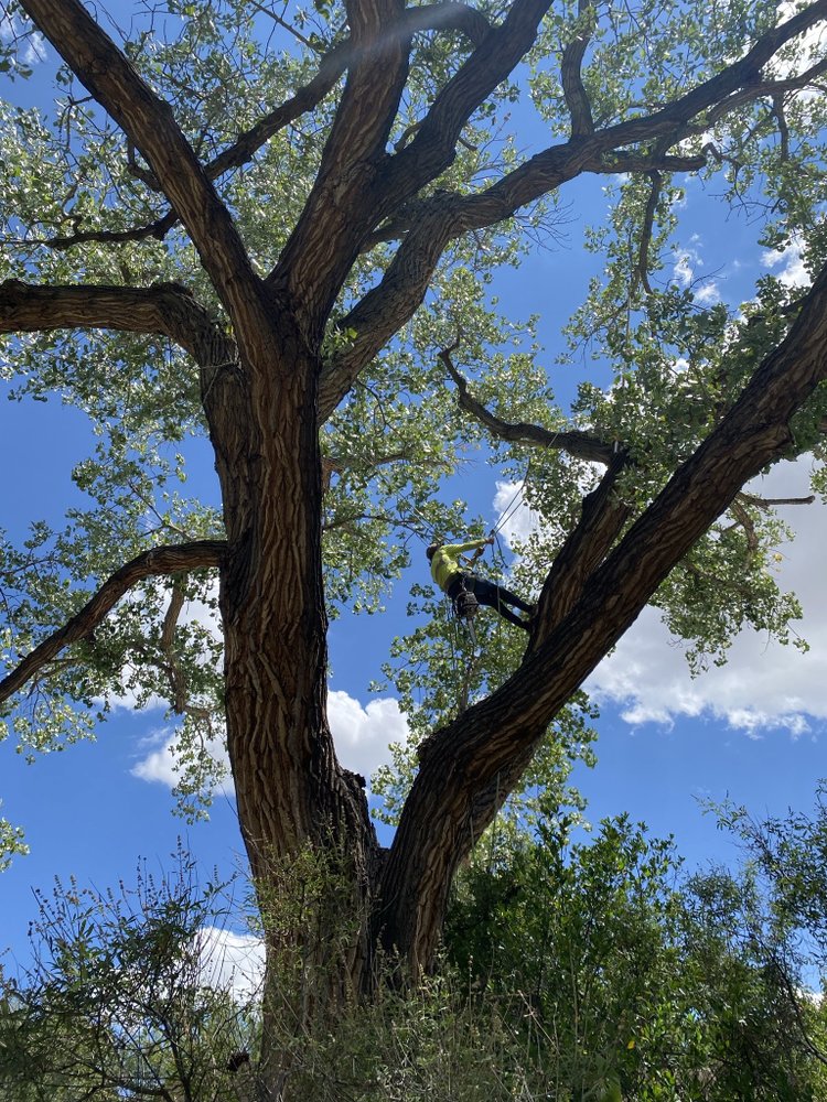 American Tree Services - tree service in Albuquerque, NM