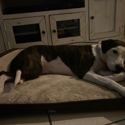Jolly chilling after her dog wash and nail trim at 24/7 Dog Chandler :)