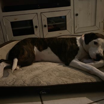 Chandler Dogs 24/7 - Jolly chilling after her dog wash and nail trim at 24/7 Dog Chandler :) - Pet Boarding Near Me - Chandler, Arizona