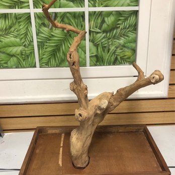 Bird Paradise - Java tree - Pet Stores Near Me - Burlington, New Jersey