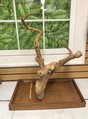 BIRD PARADISE - Updated January 2025 - 47 Photos & 61 Reviews - 551 E