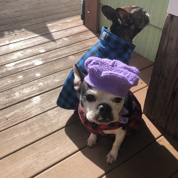 You Dirty Dog - Frida with Beret - Pet Groomers Near Me