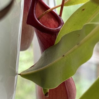 Higher Grounds - Amazing pitcher plant! - American Near Me - East Haddam, Connecticut Higher Grounds - Amazing pitcher plant! - American Near Me - East Haddam, Connecticut