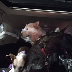 They are tired!