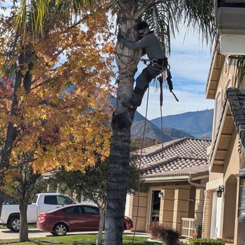 GreenLife Tree Care - Angel trimming my neighbors queen palm - Tree Services Near Me
