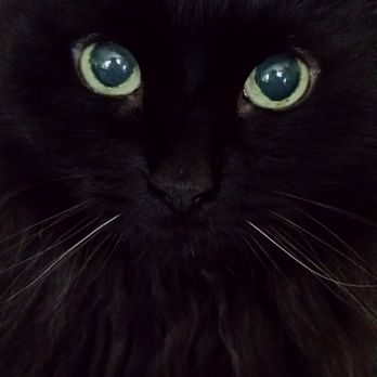 Kingstowne Cat Clinic - They have been so wonderful to my cat Betty! - Veterinarians Near Me - Alexandria, Virginia