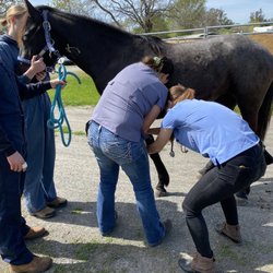 A Partner For Life Horsemanship - Cotati Animal Hospital Staff working on Bella.