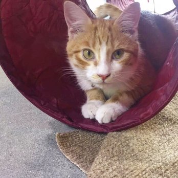 Orlando Cat Cafe - Egbert - Animal Shelters Near Me - Clermont, Florida Orlando Cat Cafe - Egbert - Animal Shelters Near Me - Clermont, Florida