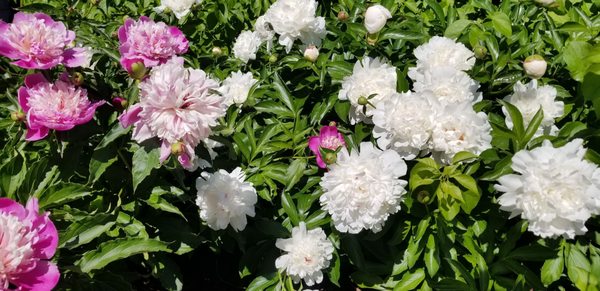 The Botanical Garden by null