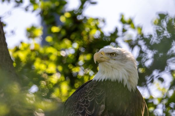 Oakland Zoo by null