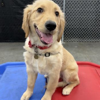 Buddies - Holly then, on her first day - Pet Groomers Near Me - Las Vegas, Nevada