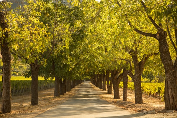 Stags' Leap Winery by null