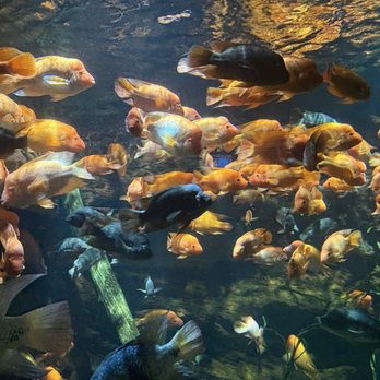 Tennessee Aquarium - Aquariums Near Me - Chattanooga, Tennessee Tennessee Aquarium - Aquariums Near Me - Chattanooga, Tennessee
