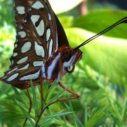 Native Butterfly Flowers - Gulf Fritillary Butterfly