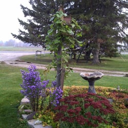 Nestle Inn Bed & Breakfast - Asters in the fall
