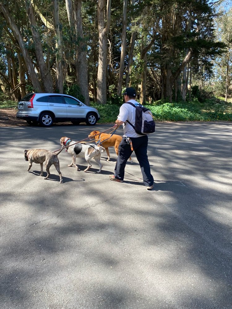 DOG WALKS WITH ANTONIO Updated September 2024 San Francisco