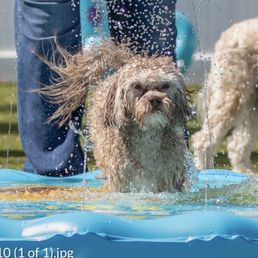 Water Barkday!