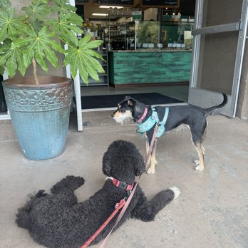 Venus - Dog, friendly patio - Coffee & Tea Near Me - Sacramento, California