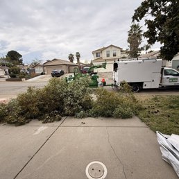 Camphor tree from day one going into the shredder Camphor tree from day one going into the shredder