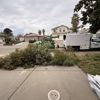 Environmental Tree Service - Camphor tree from day one going into the shredder - Tree Services Near Me - Sacramento, California Environmental Tree Service - Camphor tree from day one going into the shredder - Tree Services Near Me - Sacramento, California