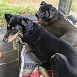 Endless PAWSibilities