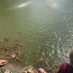 Family Coi Pond