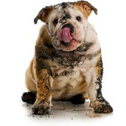 Dirty Paws Carpet Cleaning & Restoration