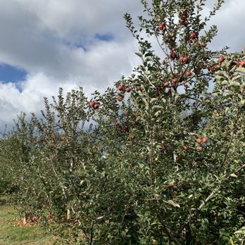 Battleview Orchards - Apple trees - Pick Your Own Farms Near Me - Freehold, New Jersey