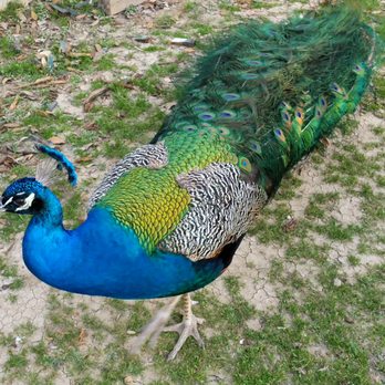 Austin Zoo - Zoos Near Me - Austin, Texas Austin Zoo - Zoos Near Me - Austin, Texas