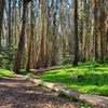 Andy Goldsworthy's Wood Line gift card