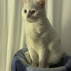 cat pet sitter near me