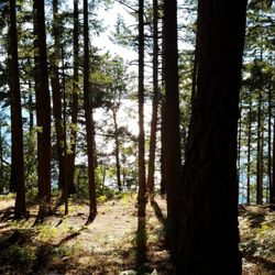 Blakely Island - The island is full of trees.