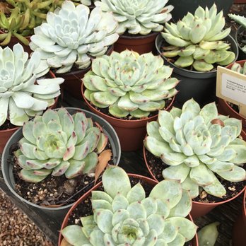Tiny Boxwoods - Nursery cacti - New American Near Me - Houston, Texas