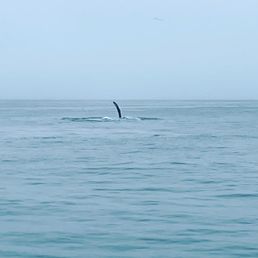 Whale Fin!