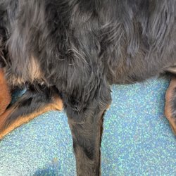 Canine Country Club - Westside