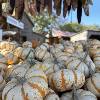 Walden Farm - Pumpkin patch - Attraction Farms Near Me - Smyrna, Tennessee Walden Farm - Pumpkin patch - Attraction Farms Near Me - Smyrna, Tennessee