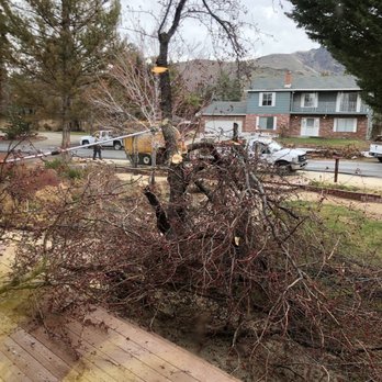 Northern Nevada Tree Experts - Taking out our ugly dangerous crab apple tree - Tree Services Near Me - Sparks, Nevada