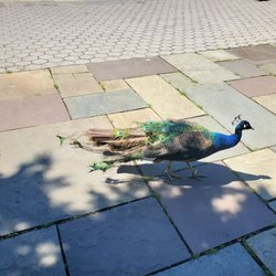 Prospect Park Zoo - Peacock roaming around