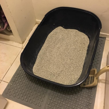 Sitter4Paws - they'd also send photos of his clean litterbox! - Dog Walkers Near Me