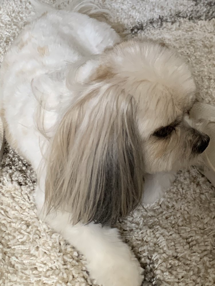 LUCKY DOG GROOMING Updated June 2024 11 Reviews 2100 Fountain Sq