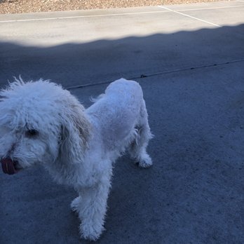 A Dog Refined - Pet Groomers Near Me - Phoenix, Arizona