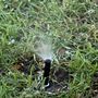 Photo of Allied Sprinkler & Repair