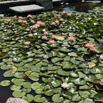 Sunken Gardens - Water lilies and pond - Botanical Gardens Near Me - Lincoln, Nebraska