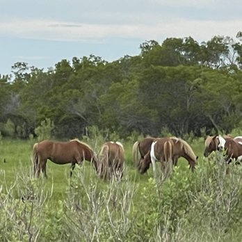 M.R. Ducks - Assateague ponies - New American Near Me - Ocean City, Maryland M.R. Ducks - Assateague ponies - New American Near Me - Ocean City, Maryland
