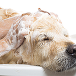 Yvonne's Pet Grooming - untitled