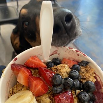 Berry Greens Juice Bar - Dog friendly! - Juice Bars & Smoothies Near Me - Tucson, Arizona Berry Greens Juice Bar - Dog friendly! - Juice Bars & Smoothies Near Me - Tucson, Arizona