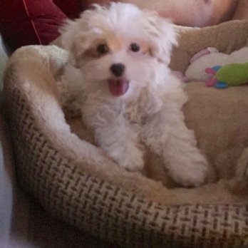 TopDog Puppies - Our happy girl about 2-3 hours after making it home to CA with us. - Pet Breeders Near Me - Las Vegas, Nevada TopDog Puppies - Our happy girl about 2-3 hours after making it home to CA with us. - Pet Breeders Near Me - Las Vegas, Nevada