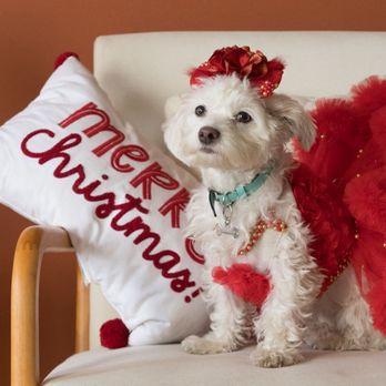 Fresh Paws Mobile Spa - Dogue model groomed by Fresh Pasw Mobile Spa! - Pet Groomers Near Me
